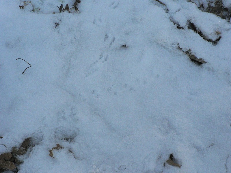 Microrongeur (haut) Musaraigne (bas)